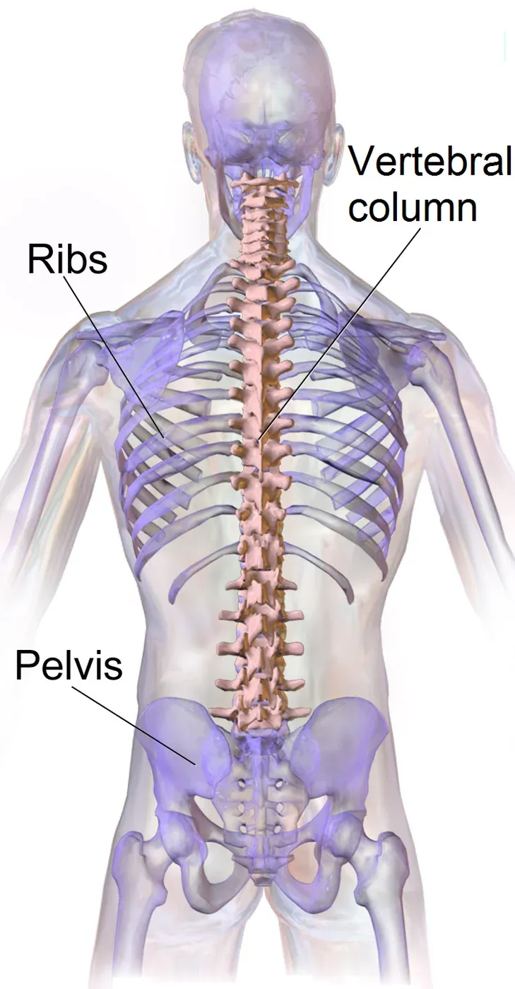 Posterior illustration of the human vertebral column from the neck through the pelvis